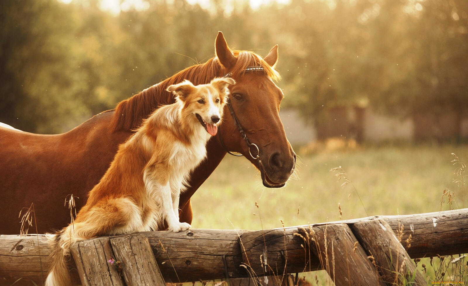 Бесплатное фото Лошадь с собакой на закате