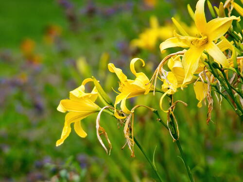 Желтые цветы начинают сохнуть