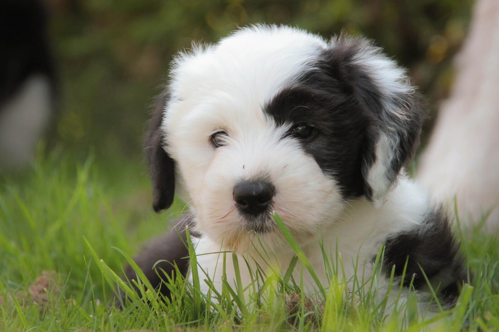 Free photo Black and white puppy with interesting coloring