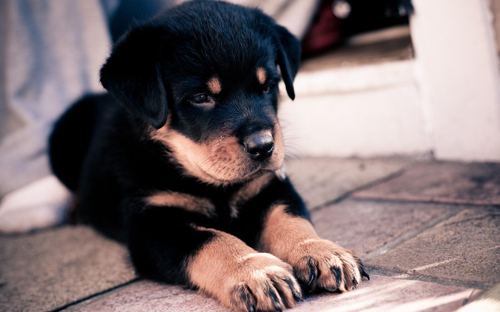 Free photo Rottweiler puppy