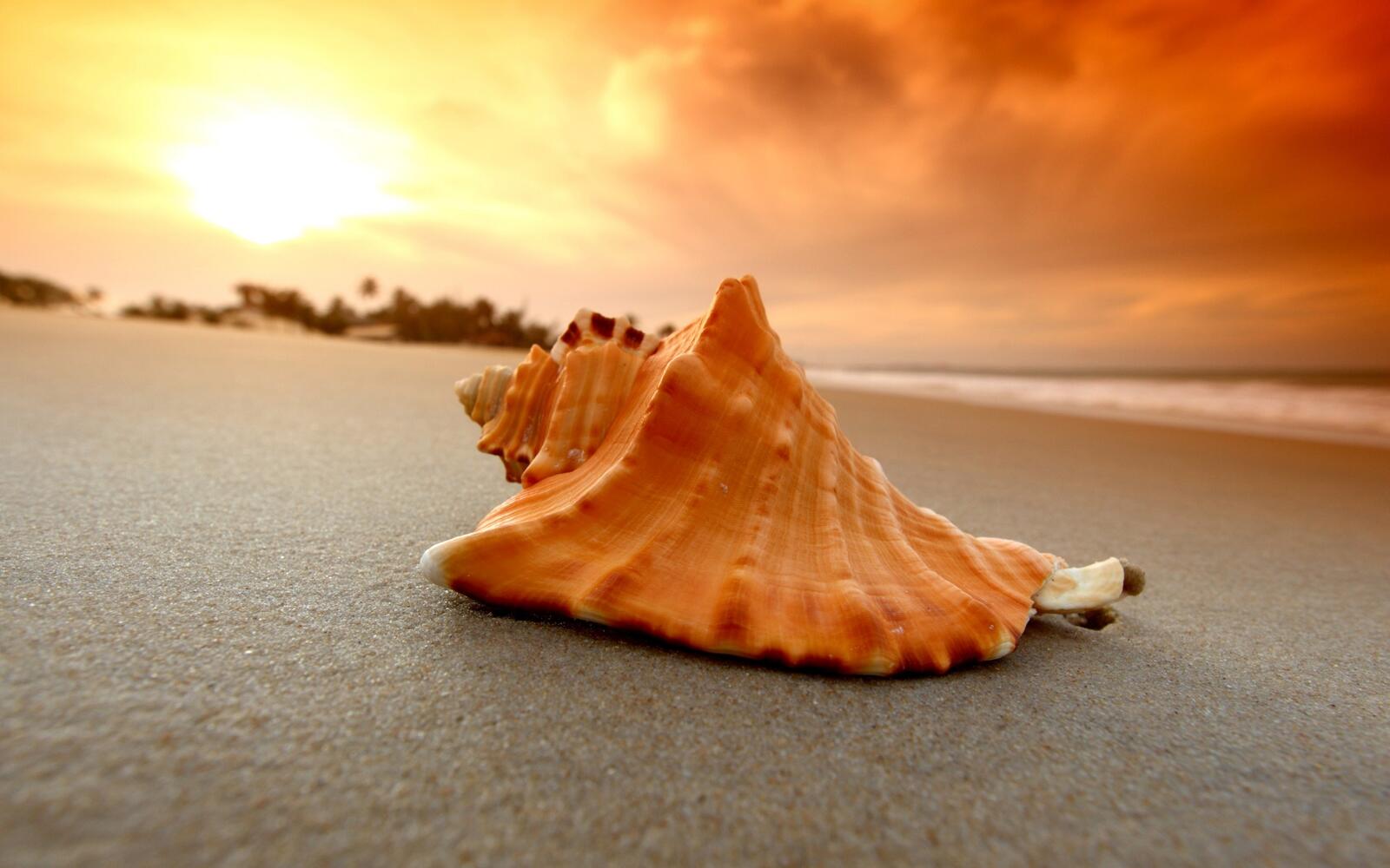 Бесплатное фото Ракушка на песчаном пляжу