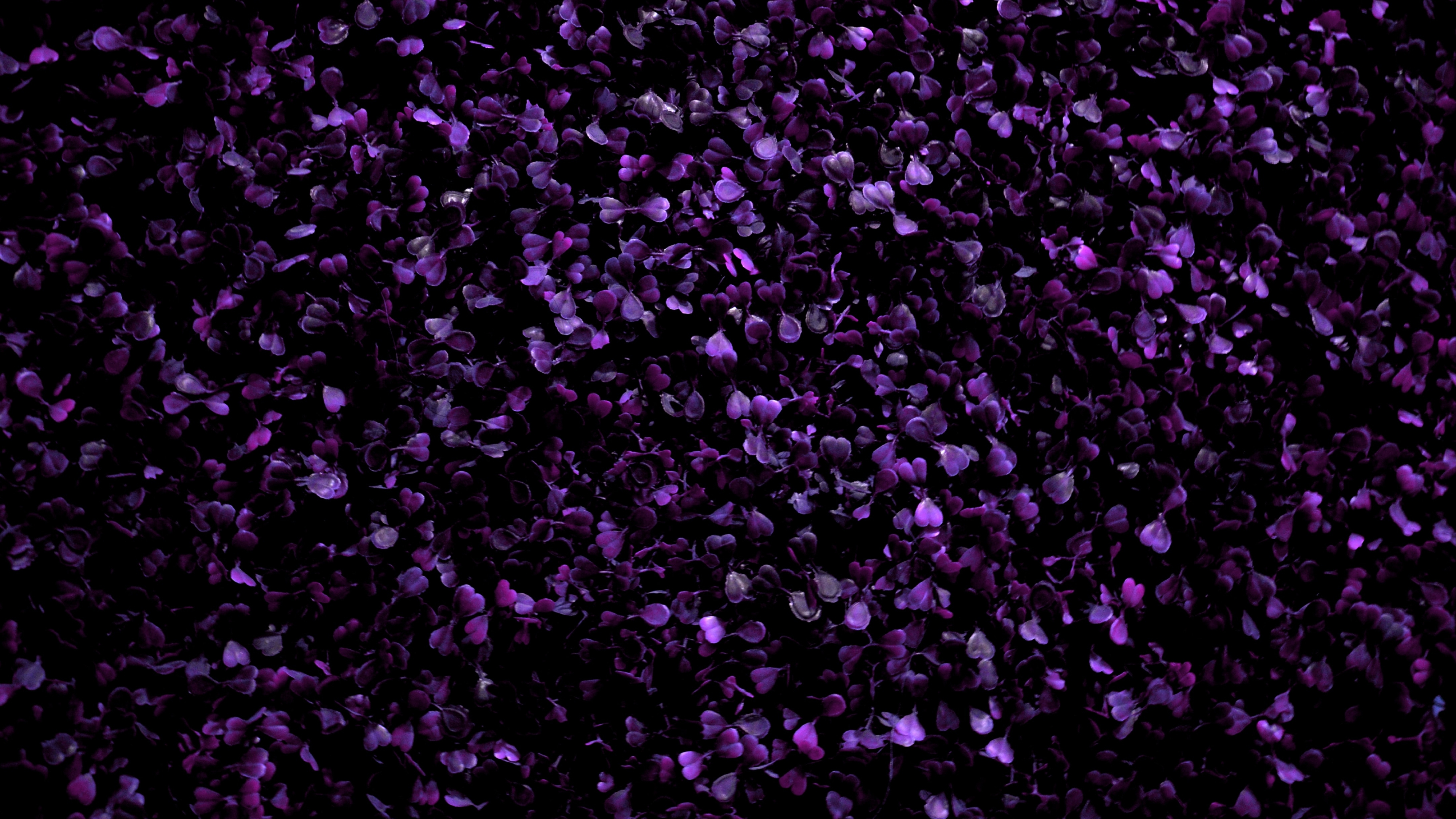 Обои фиолетовый цветок, фиолетовые цветы, цветы, поле - бесплатные картинки на Fonwall