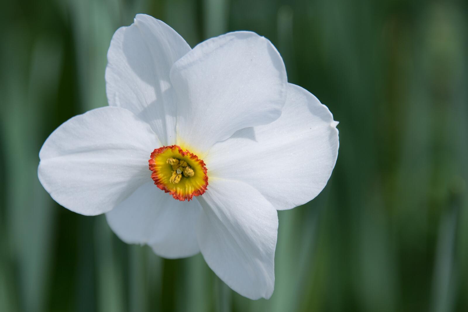 Free photo The white petals of a narcissus flower