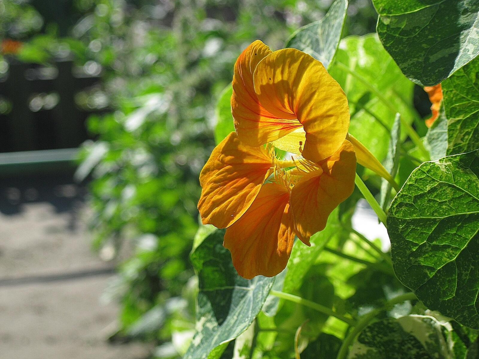 免费照片一朵娇艳的橙色花朵