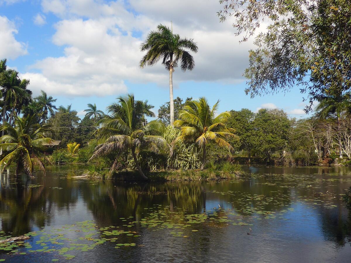 Пальмовый остров на джунглях