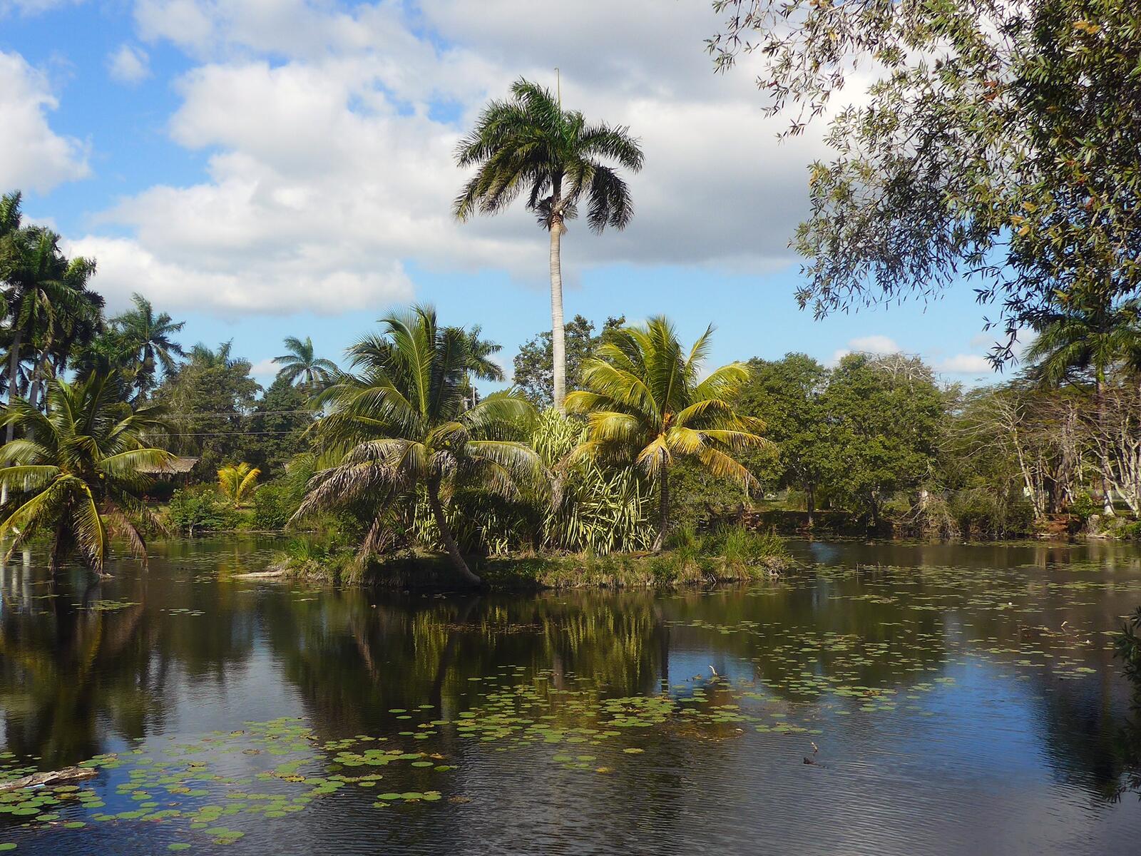 Бесплатное фото Пальмовый остров на джунглях