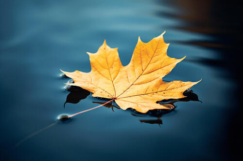 An autumn yellow maple leaf floats on the water