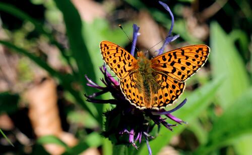 A leopard-patterned butterfly sits on a flower