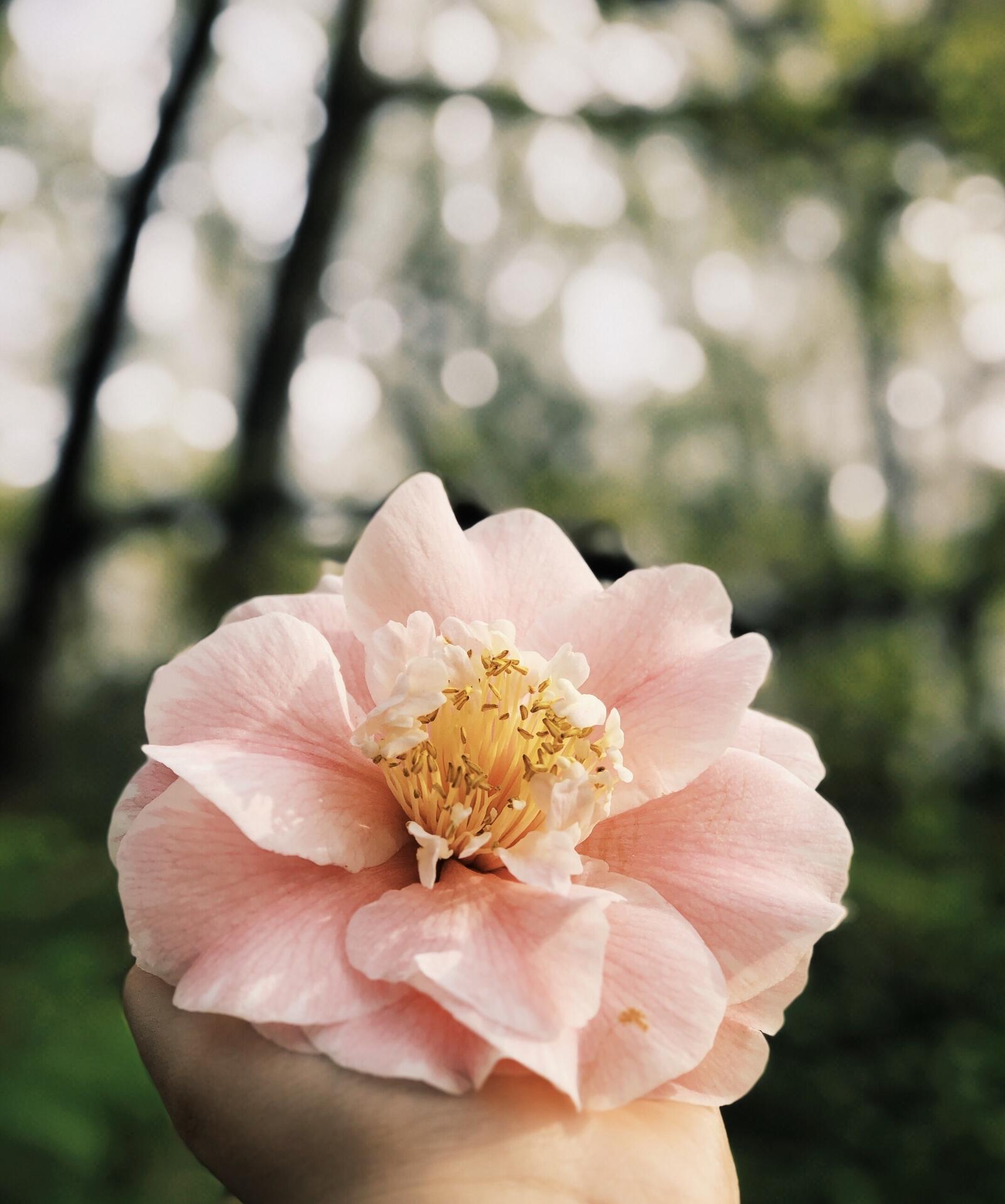 Бесплатное фото Нежно розовый бутон цветка в руке