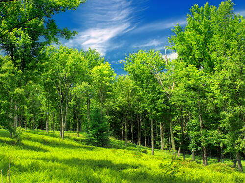 A bright green summer in a deciduous forest