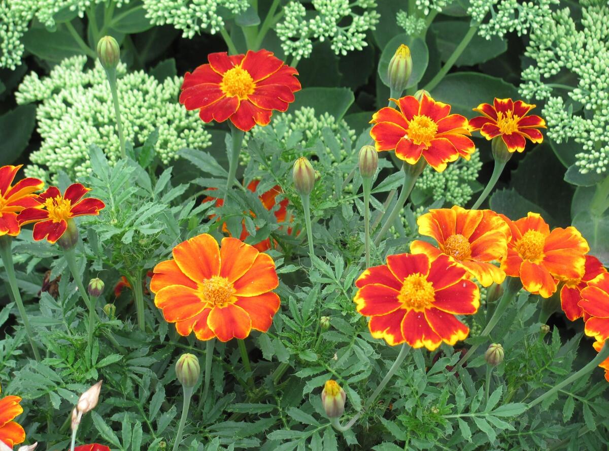 Red and yellow flowers in a flower bed