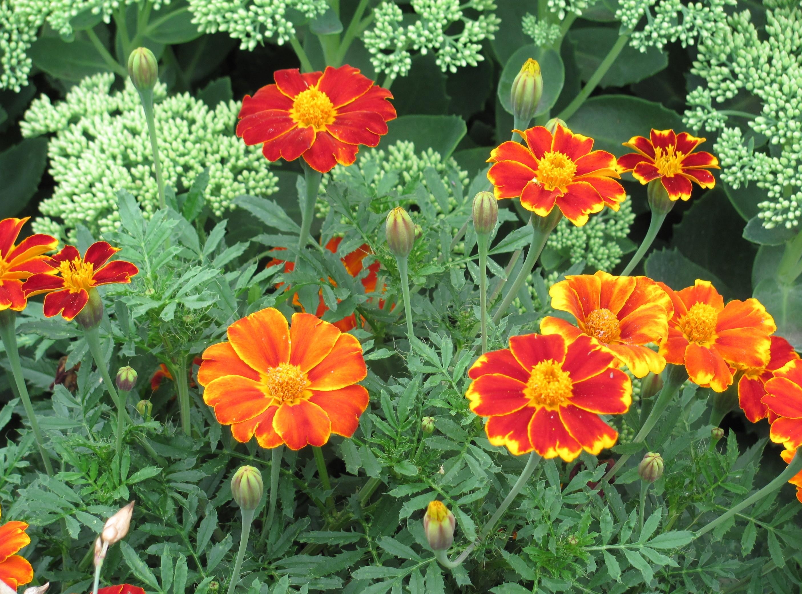 免费照片花坛中的红花和黄花