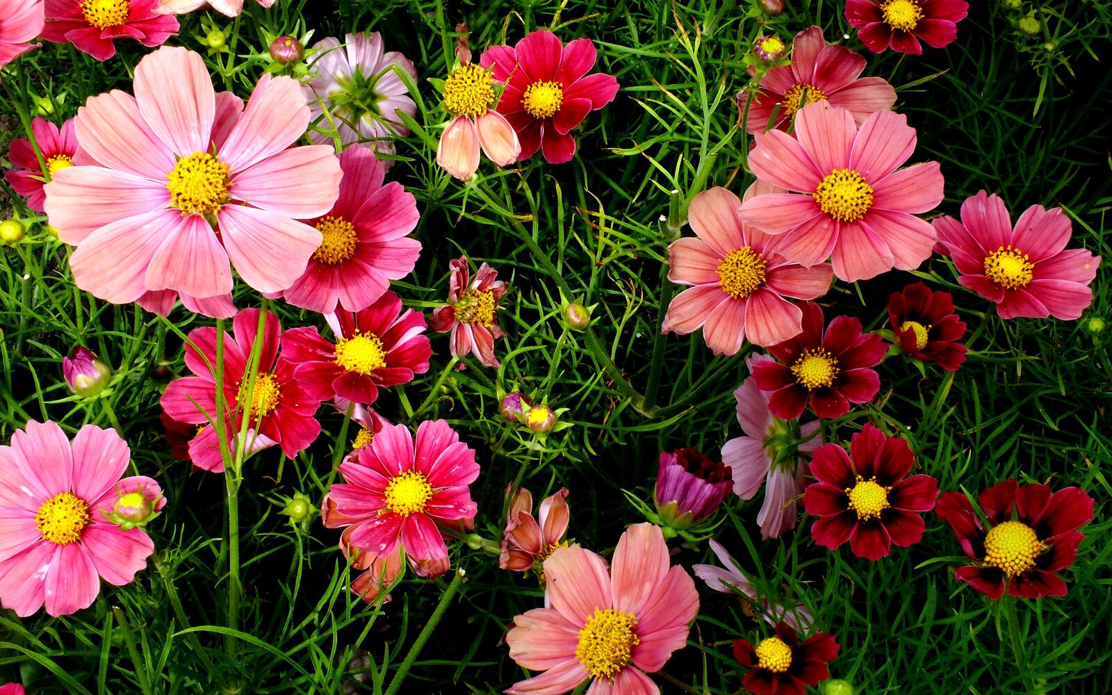 Free photo Cosmea flower shrub