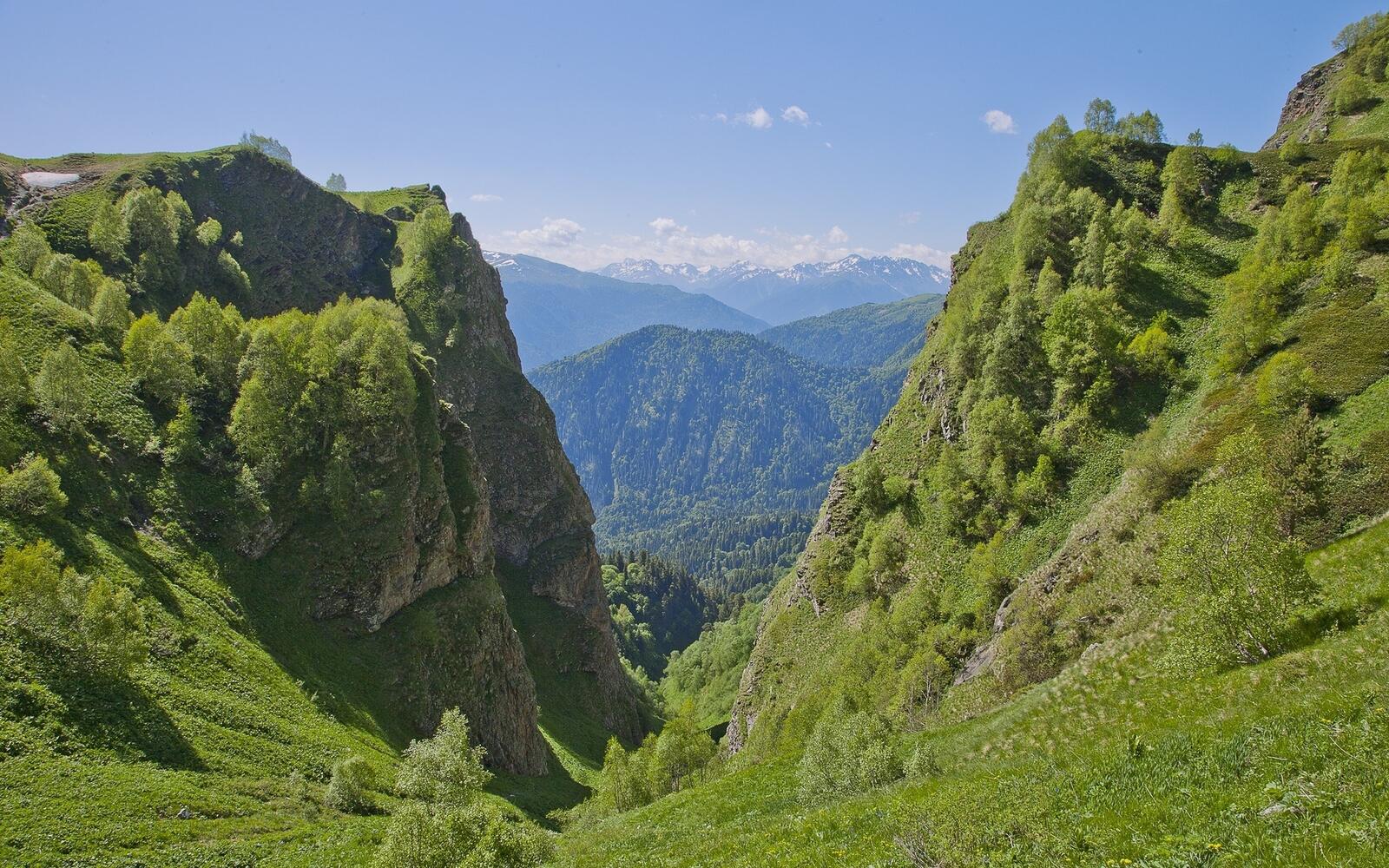 Бесплатное фото Лес растущий на склонах горы