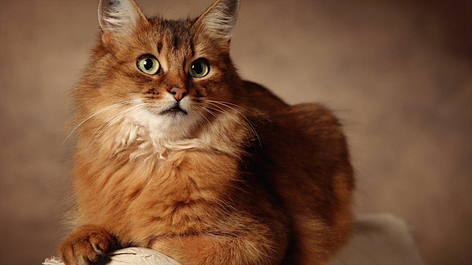 Бесплатное фото Рыжий кот необычной породы