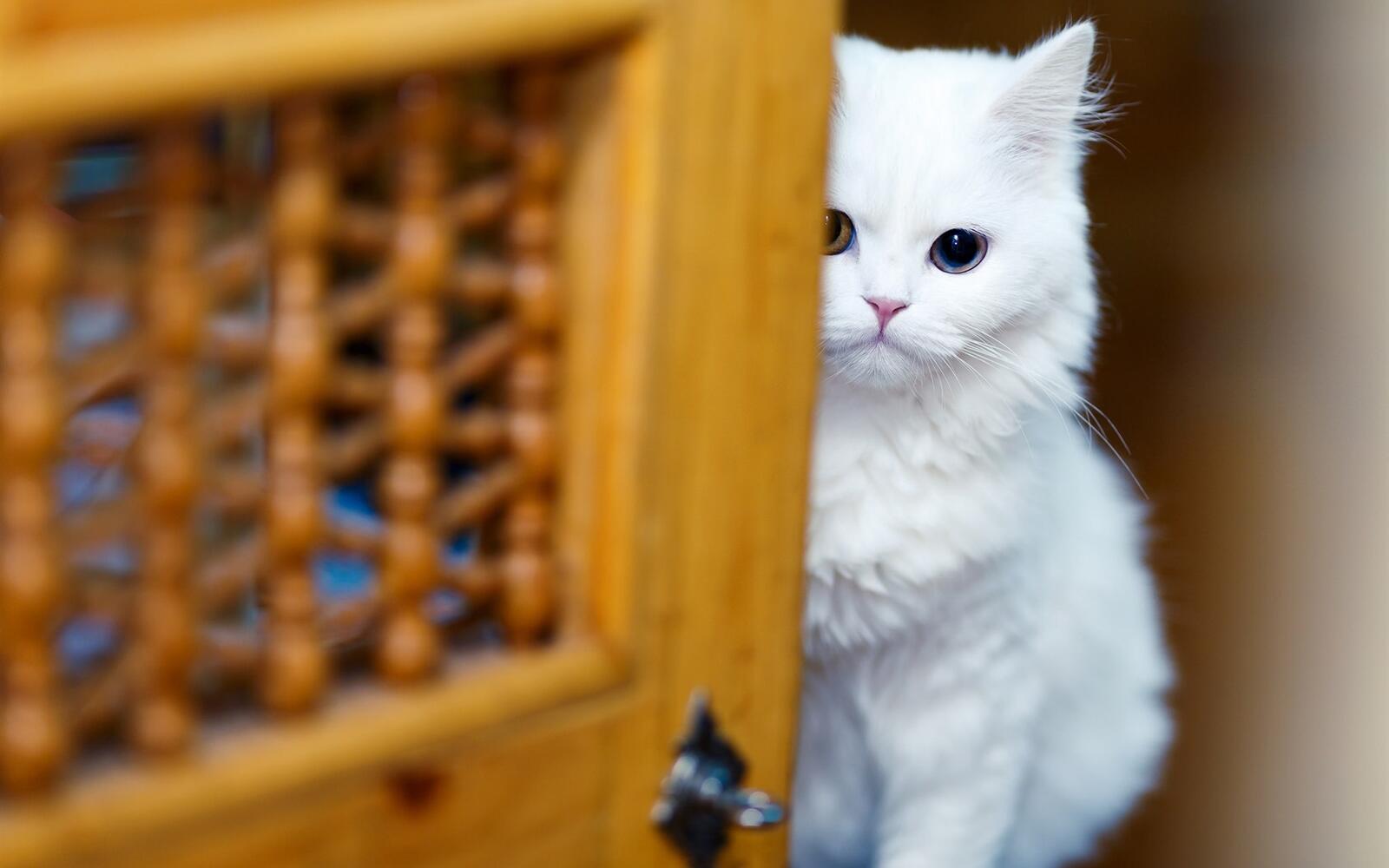 Милая белая кошка