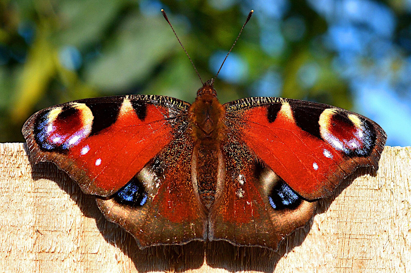 Free photo Red butterfly close-up