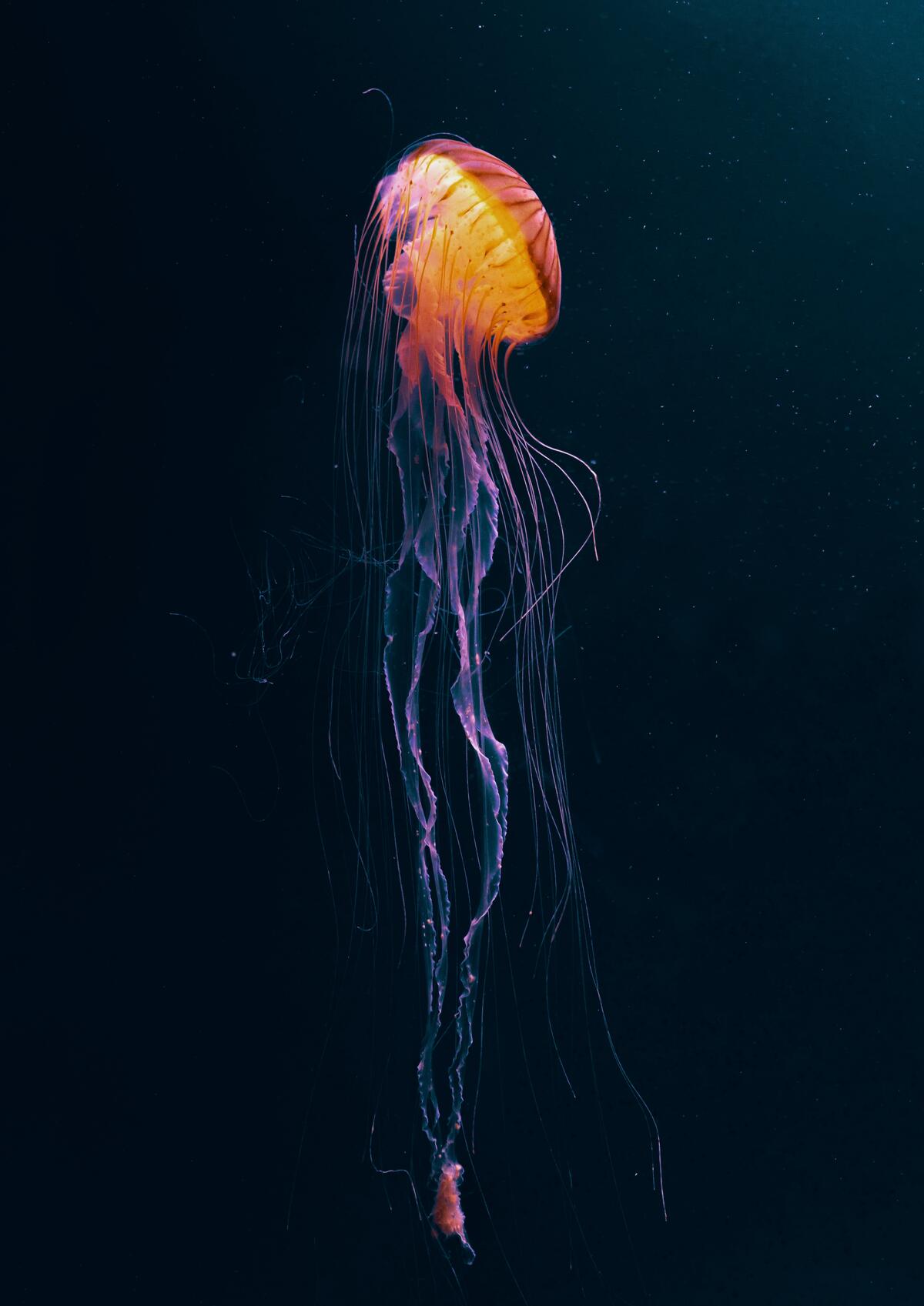Красивая горящая медуза с длинными щупальцами