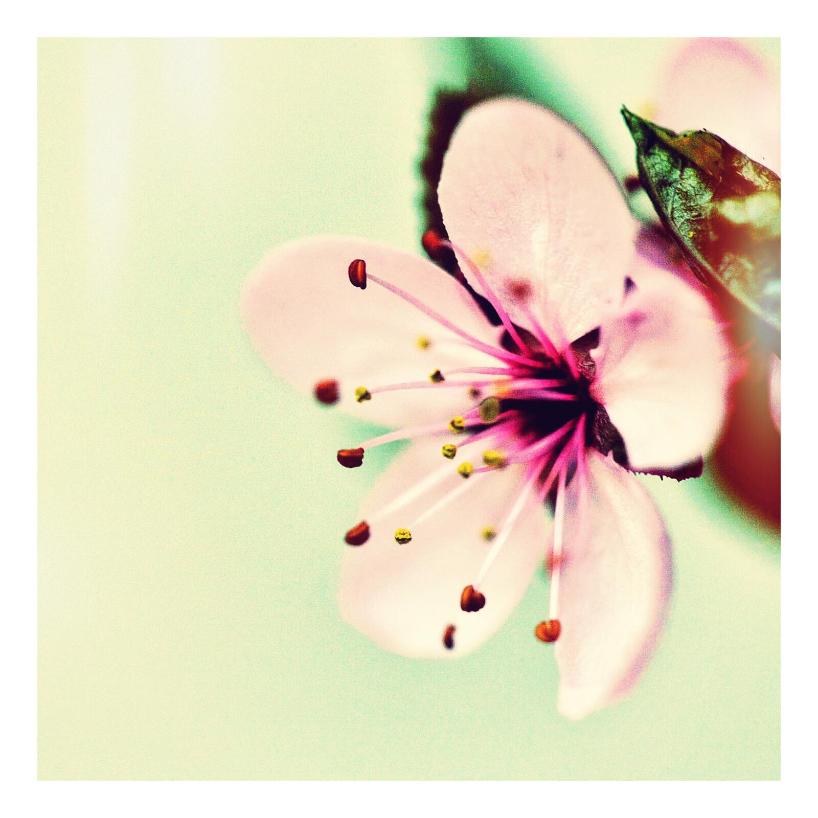 免费照片一朵粉红色的小花