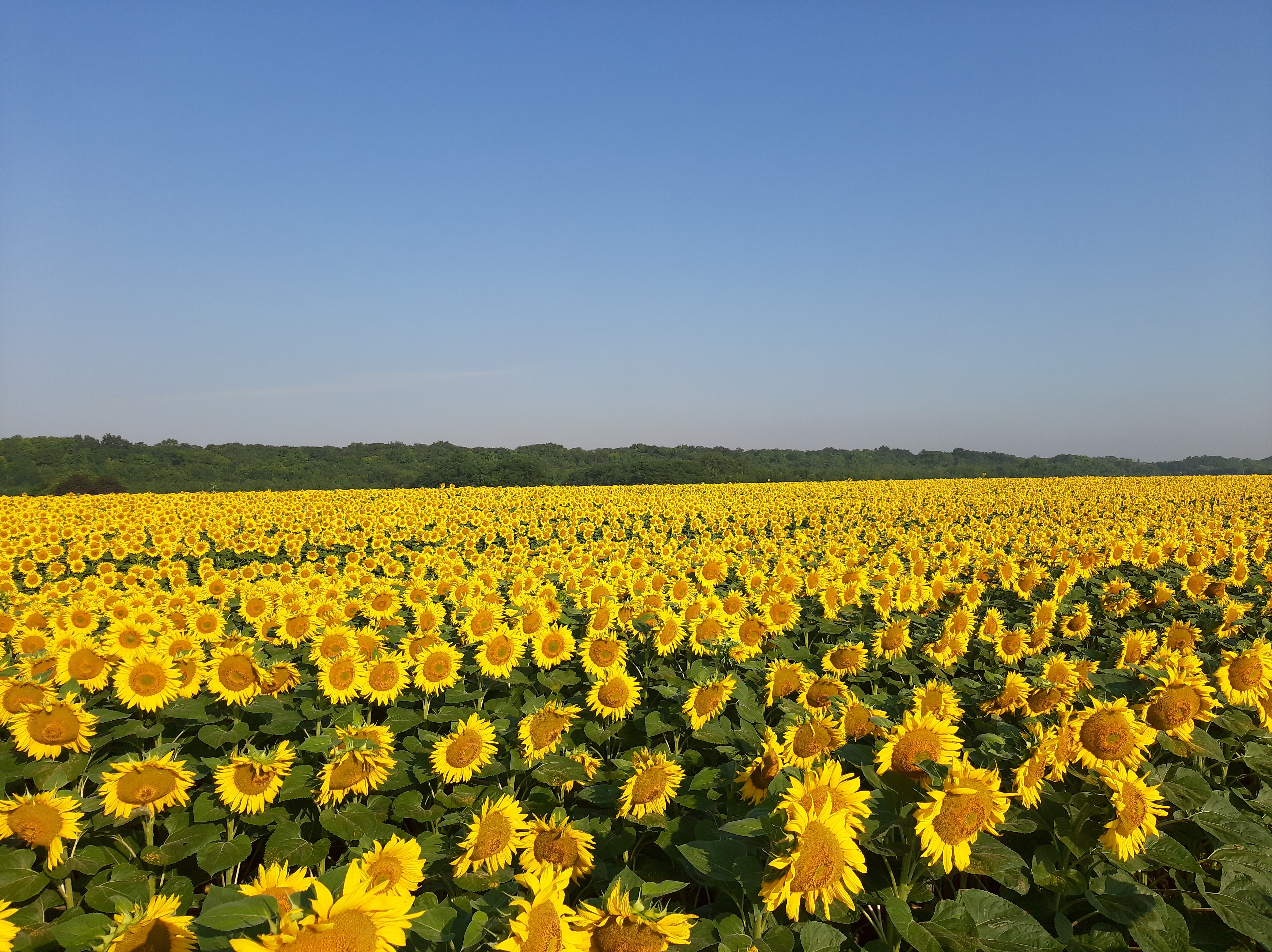 Free photo A large field with sunflowers