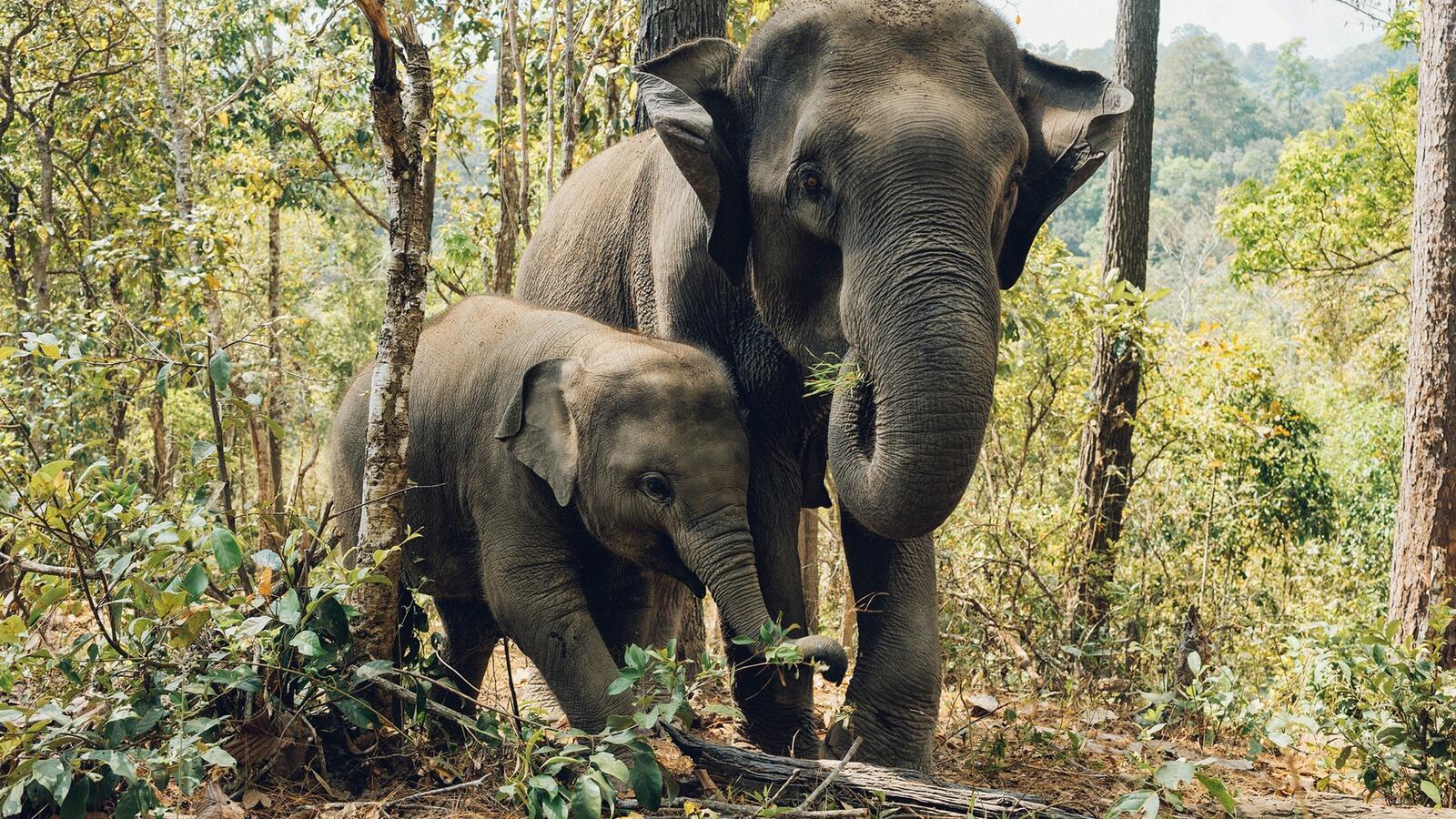 Free photo Mamas the elephant and her cub