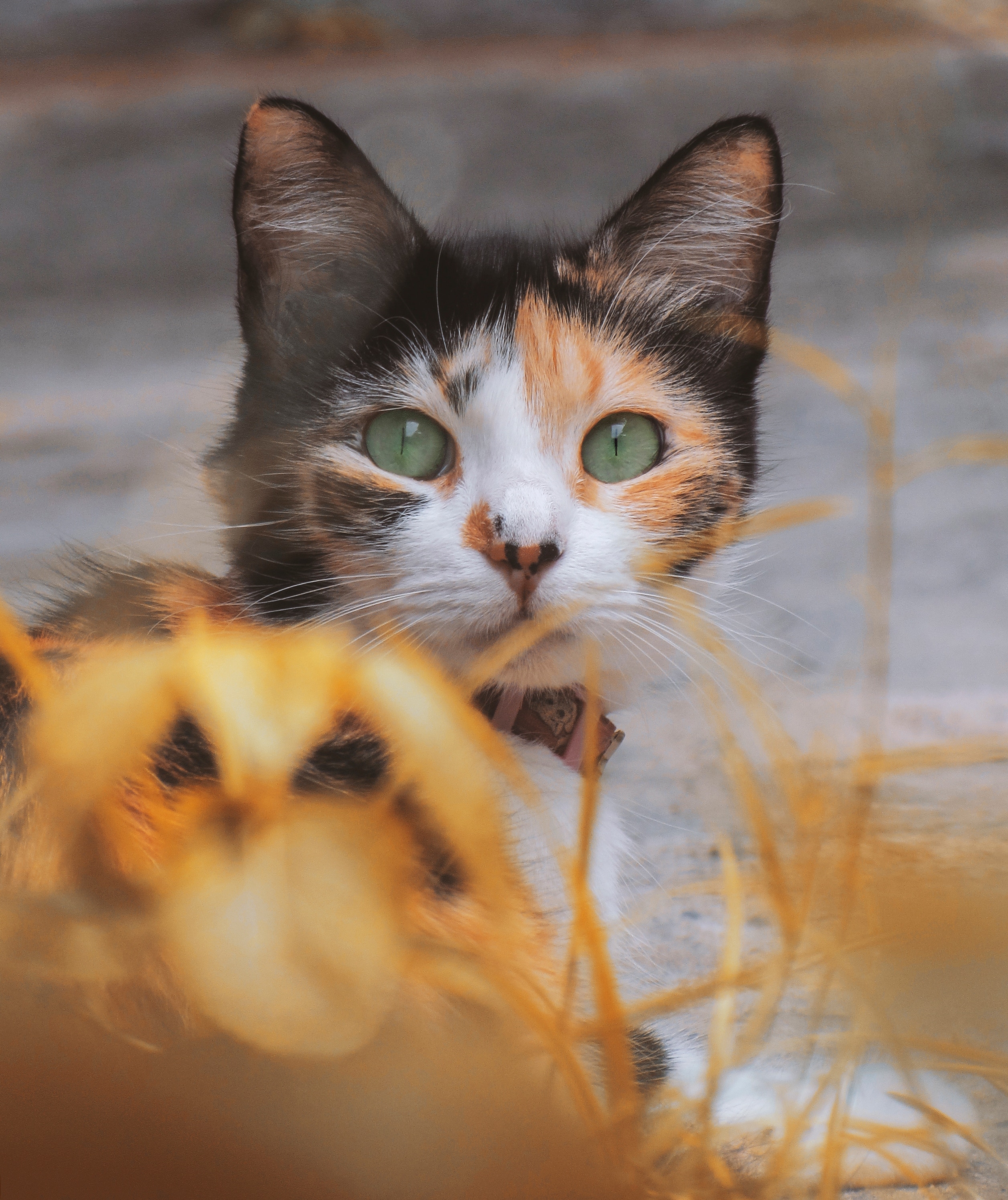 Бесплатное фото Кошка с разноцветной мордашкой