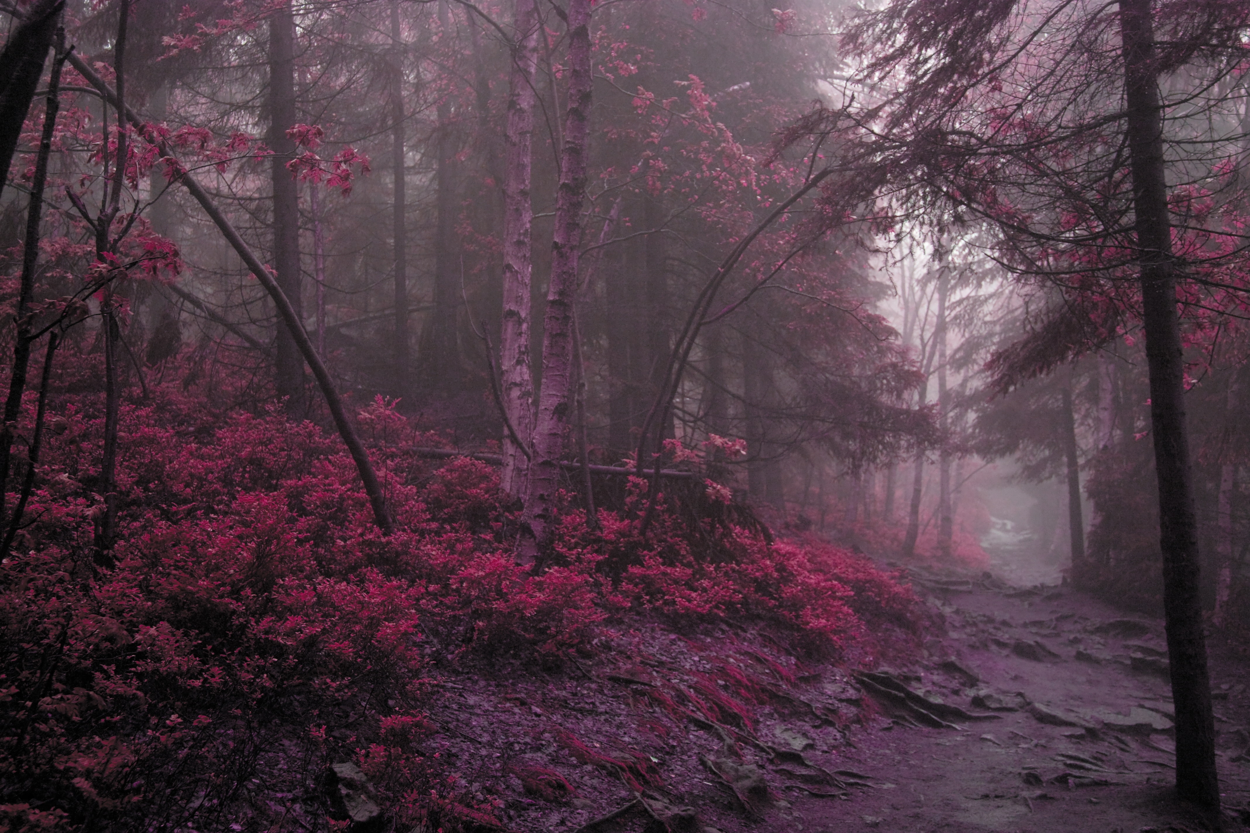 Wallpapers wood fog lilac on the desktop