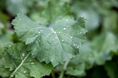Water droplets on a green leaf.