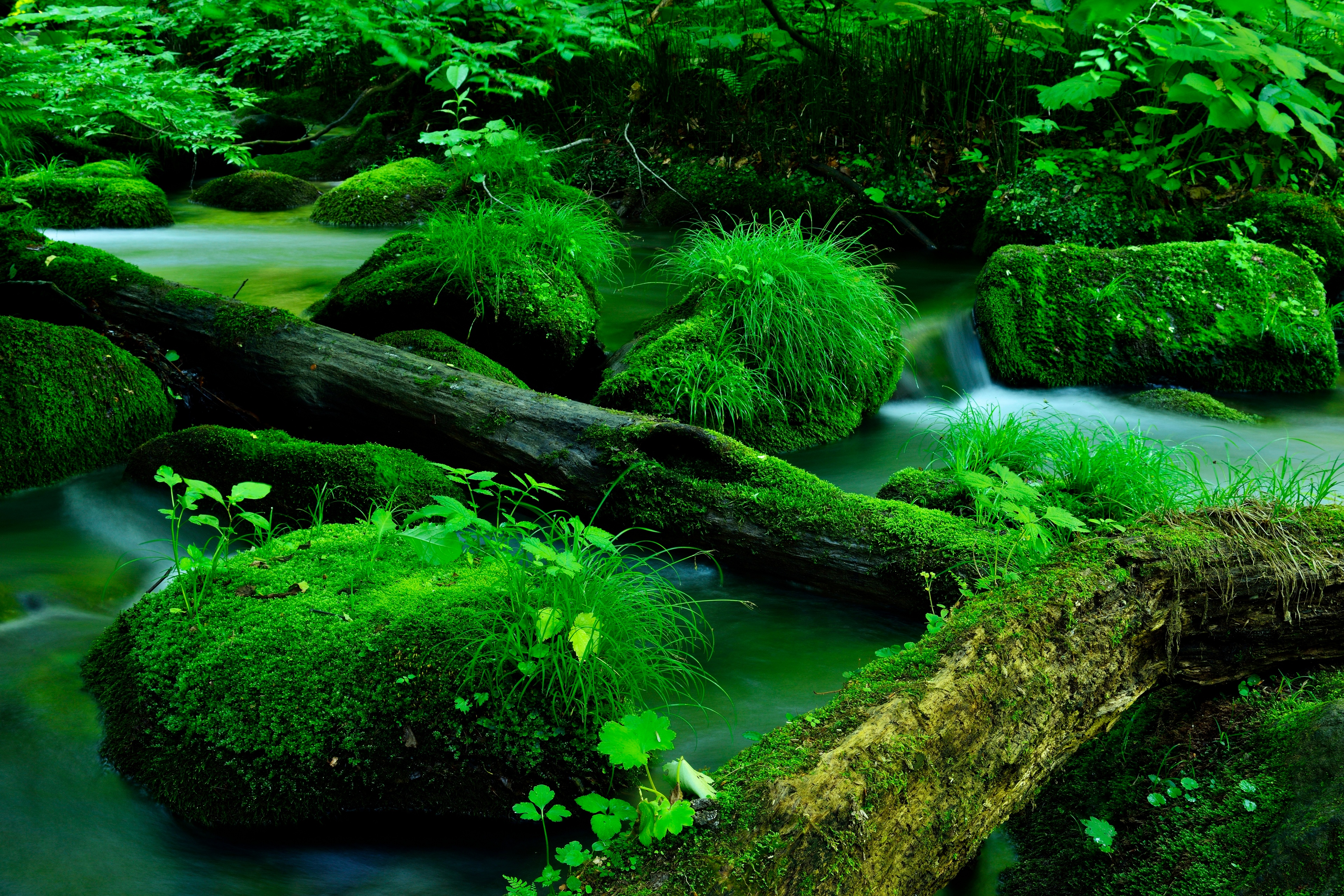 河边的一切都被绿色覆盖。
