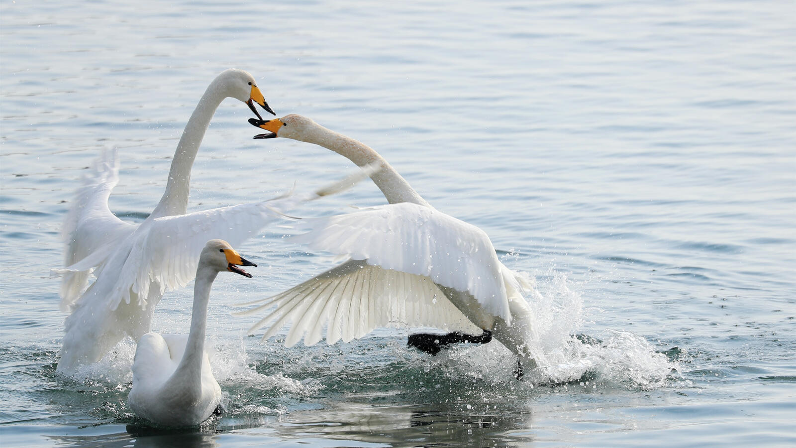 Free photo Three white swans playing on the water