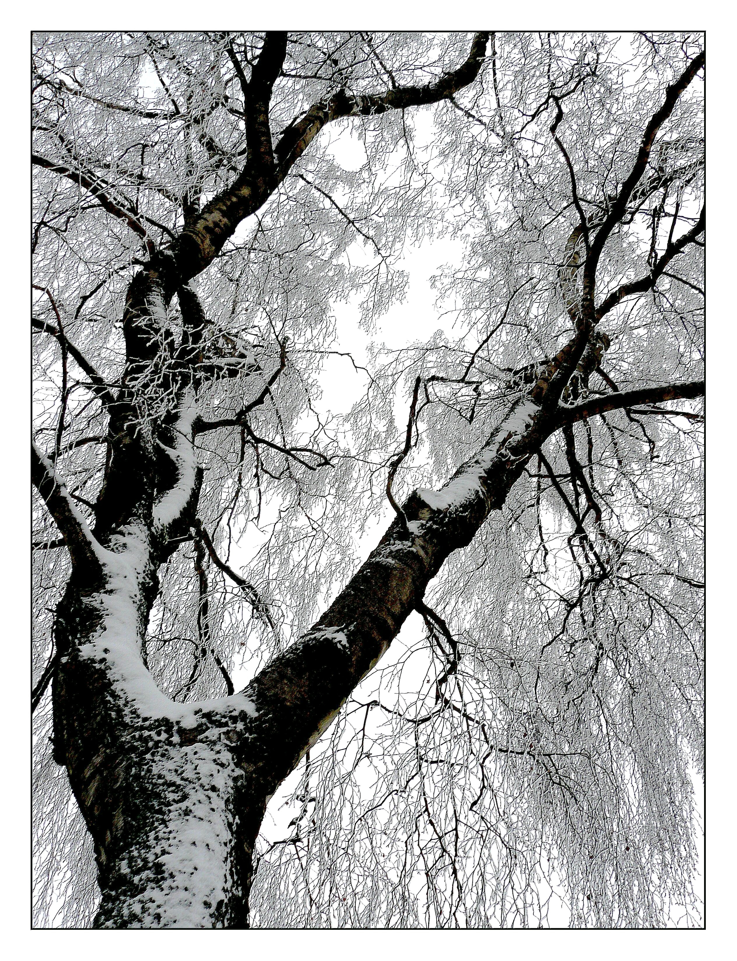 Фото бесплатно дерево, природа, ветвь