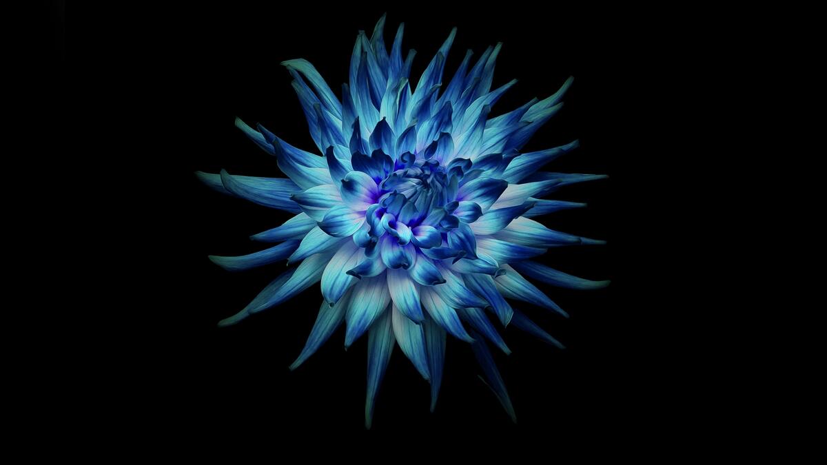 Blue flower on black background