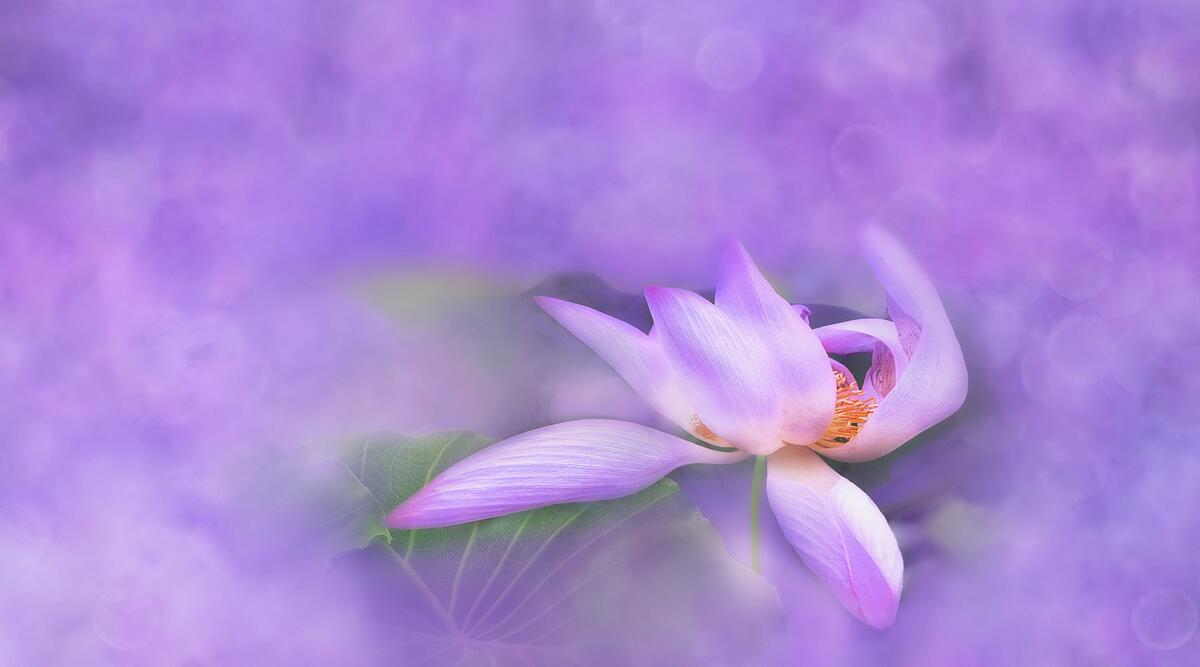 盛开的紫色莲花