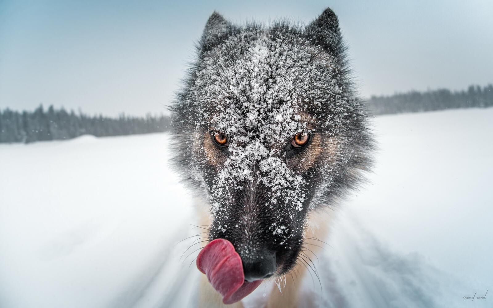 Wallpapers wolf tongue winter on the desktop