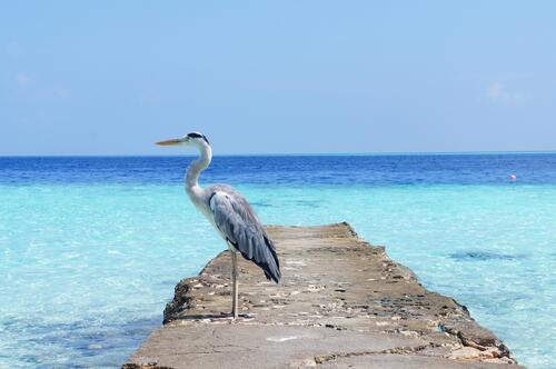 A heron stands on a concrete pier by the sea