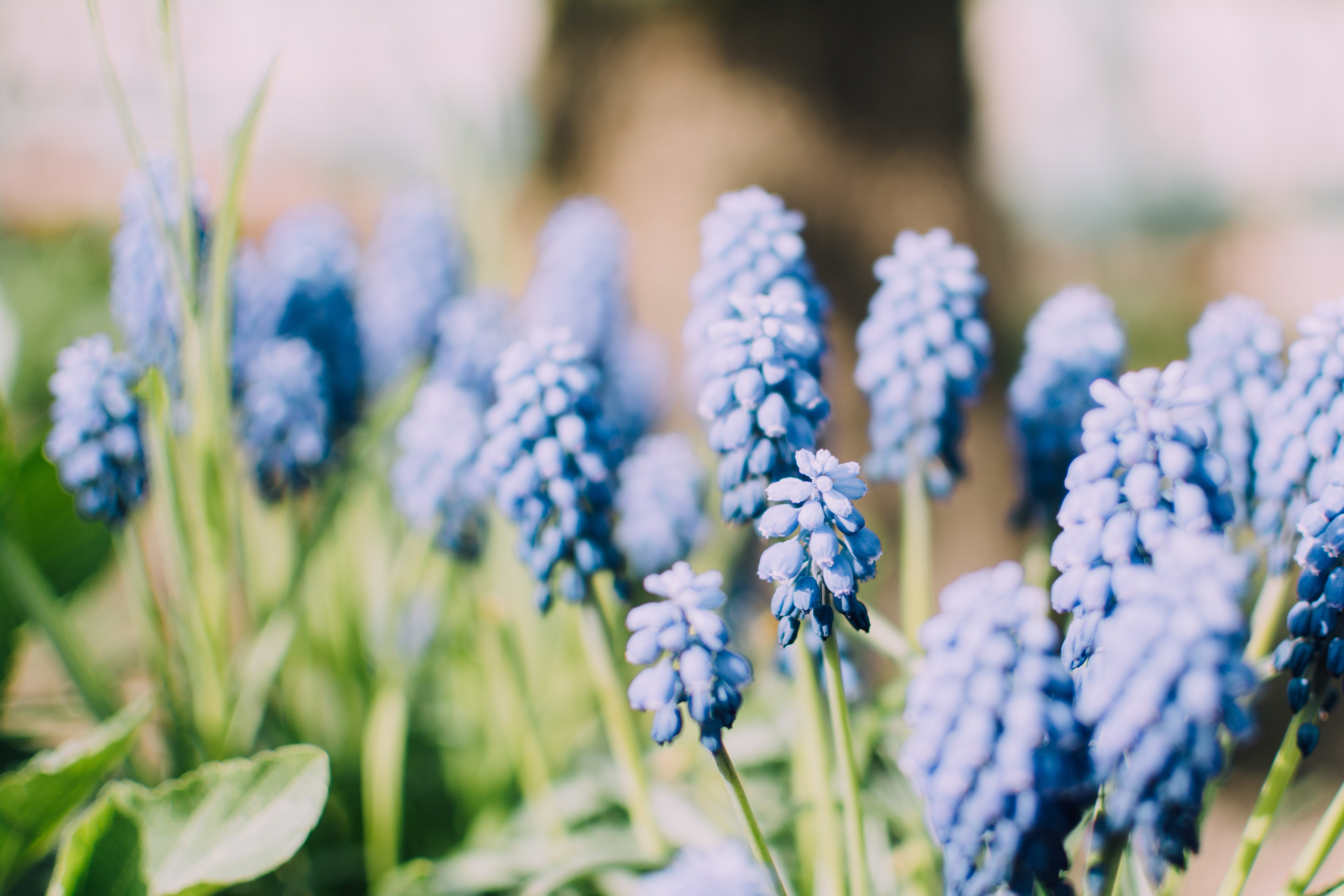 Бесплатное фото Кустарник с голубыми цветами