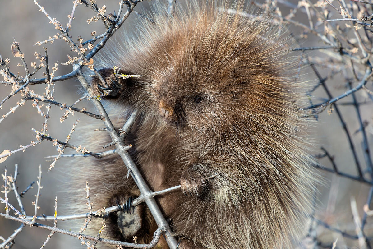 Porcupine holding on to a small branch