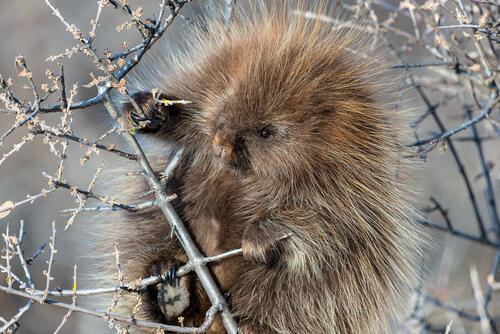 Porcupine holding on to a small branch