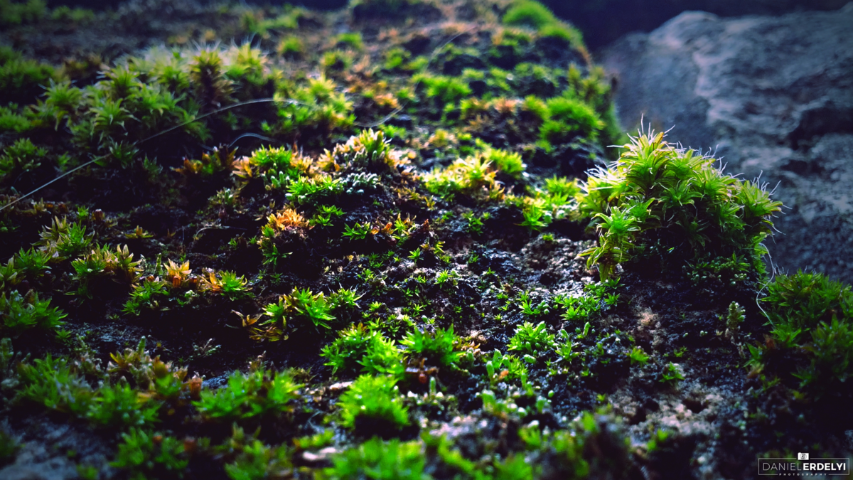 新鲜苔藓