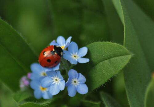 Ladybug on blue flowers.