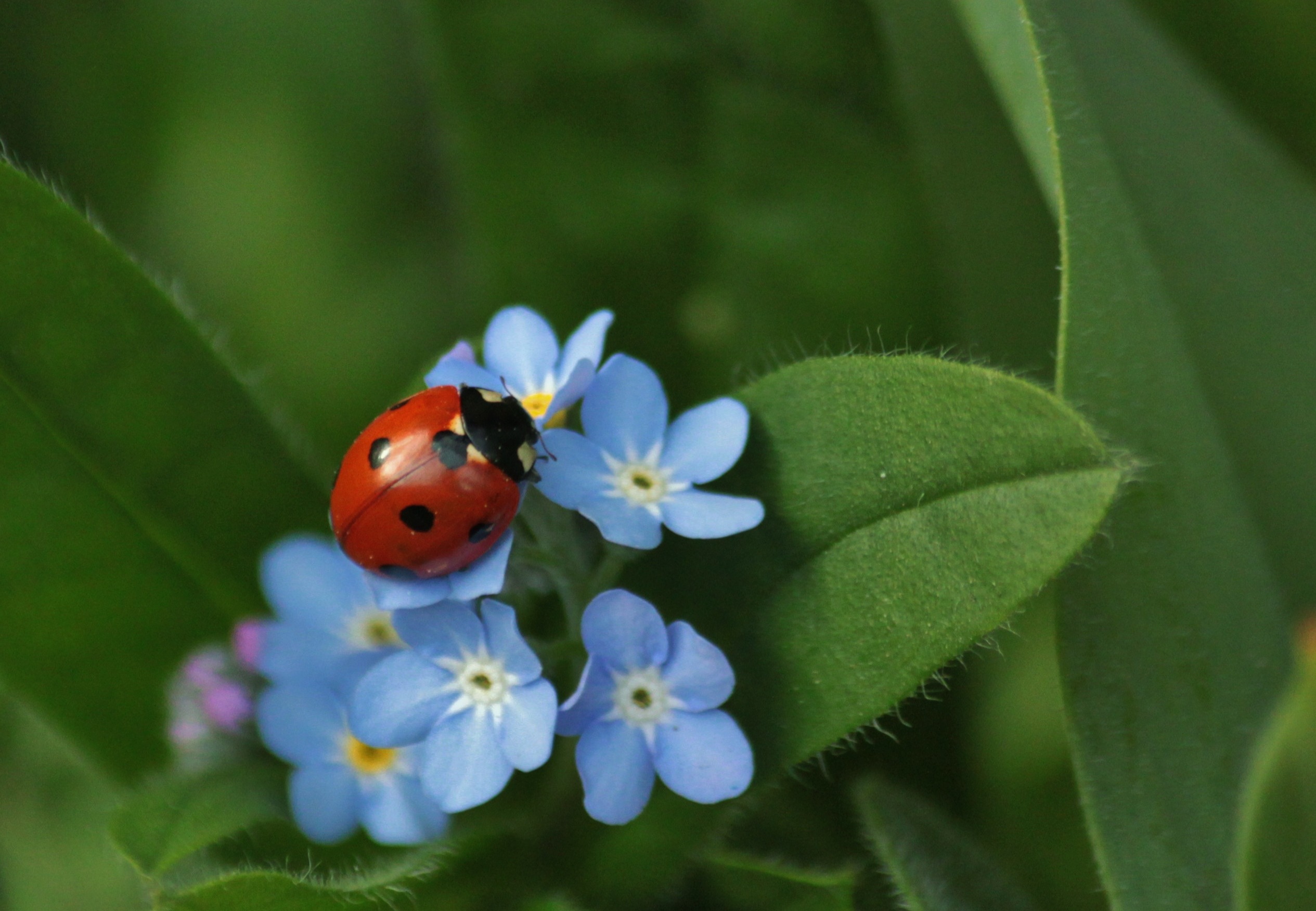 免费照片蓝色花朵上的瓢虫