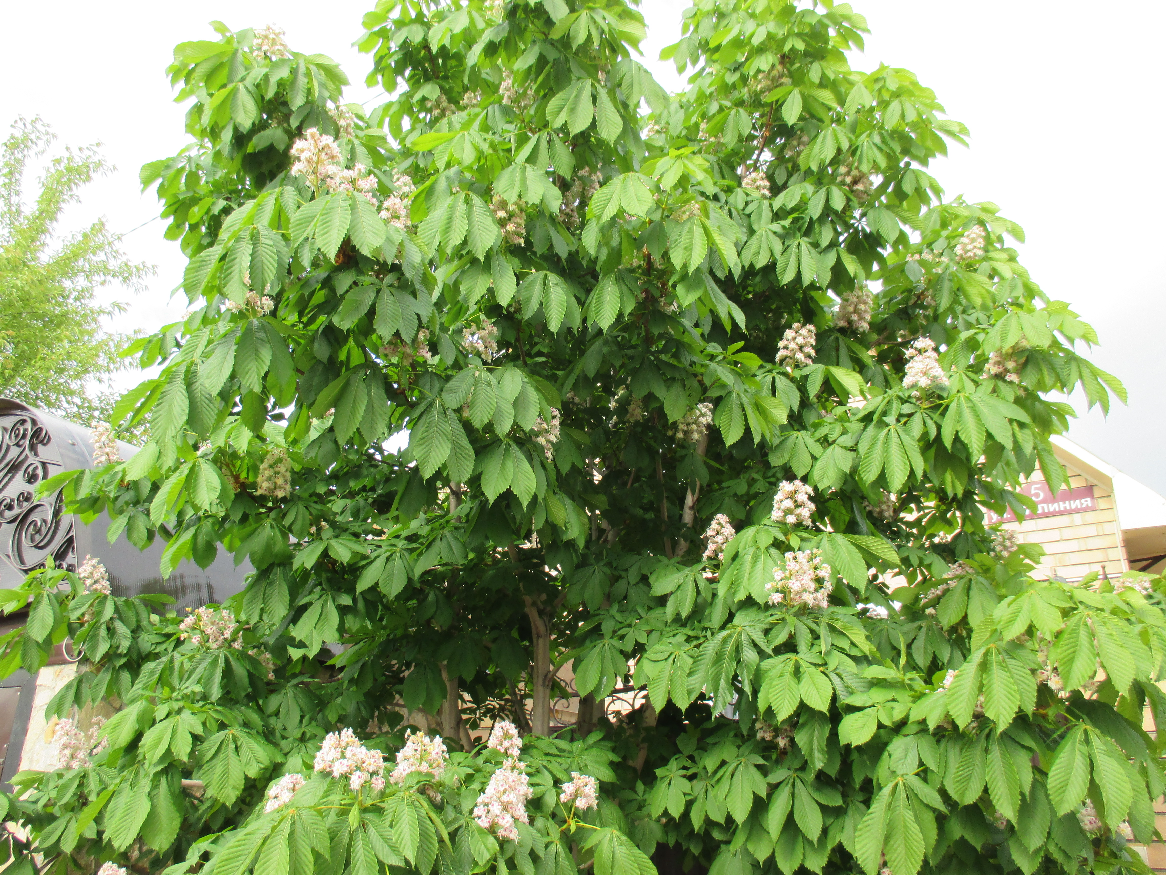 Бесплатное фото Цветы на дереве