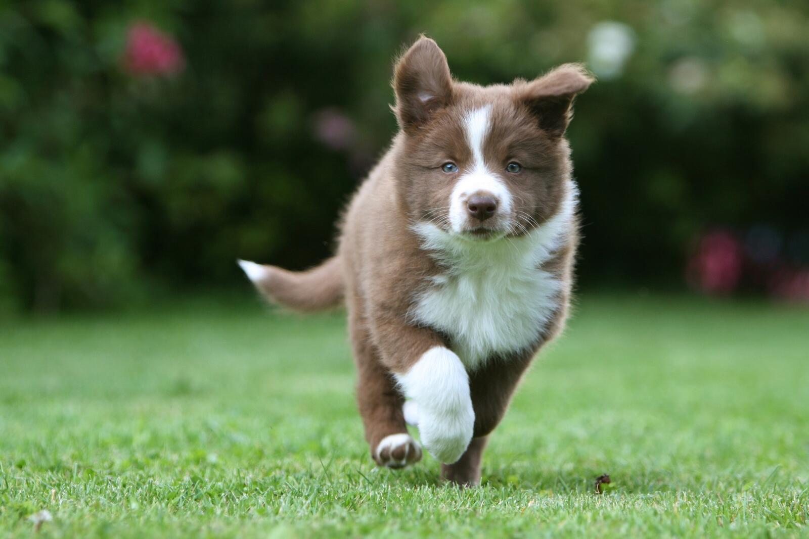 Бесплатное фото Коричневый щенок бежит по лужайке