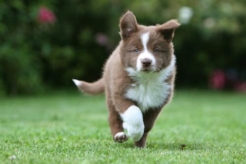 Коричневый щенок бежит по лужайке