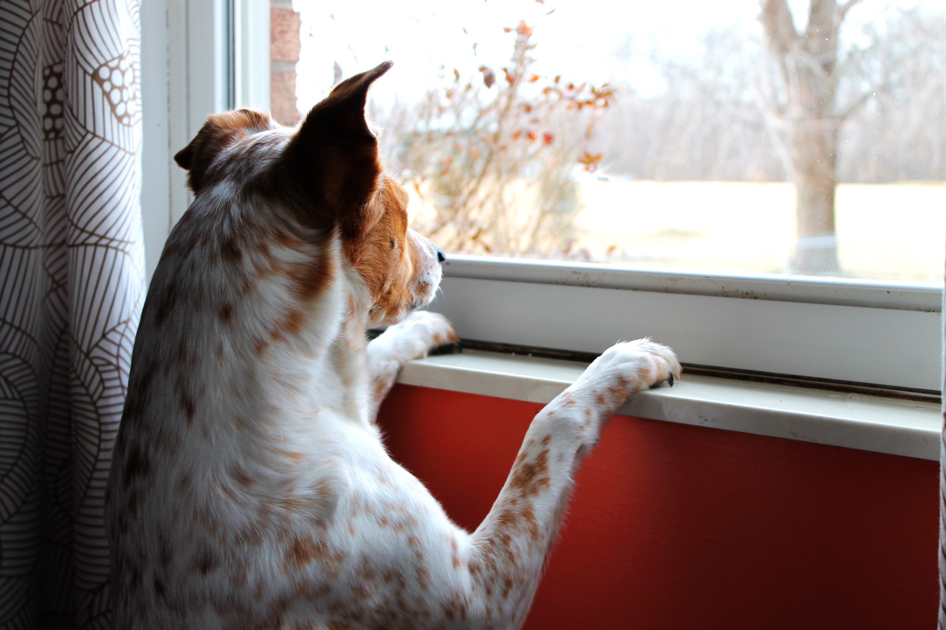 Кота тревога. Кот на подоконнике. Собака в окне. Собака на подоконнике. Кошка на окне.