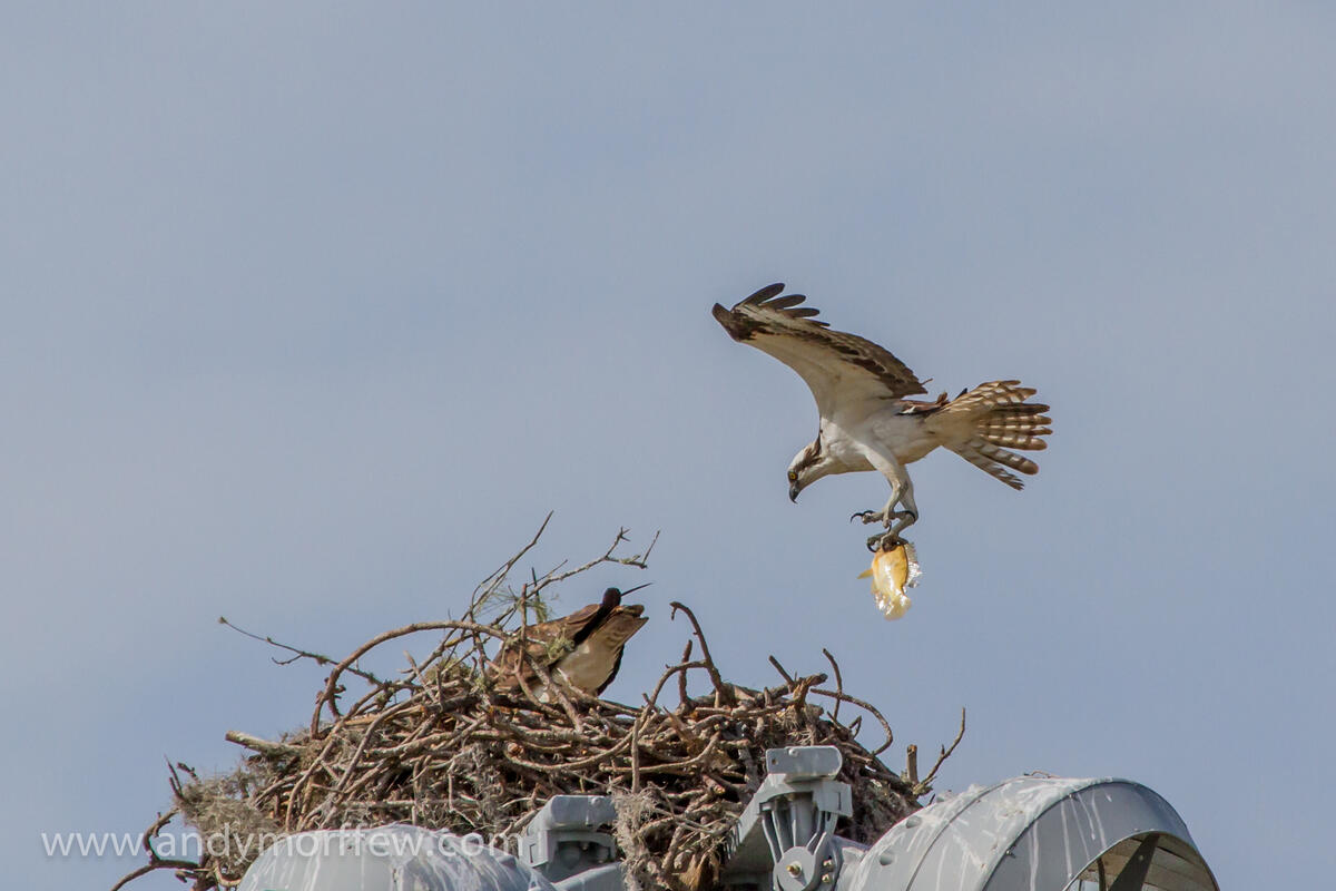 A falcon carries a fish to the nest