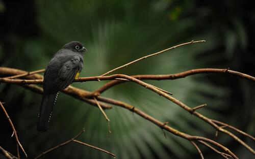 A blackbird sits on a branch