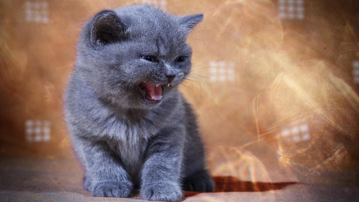 Gray British kitten