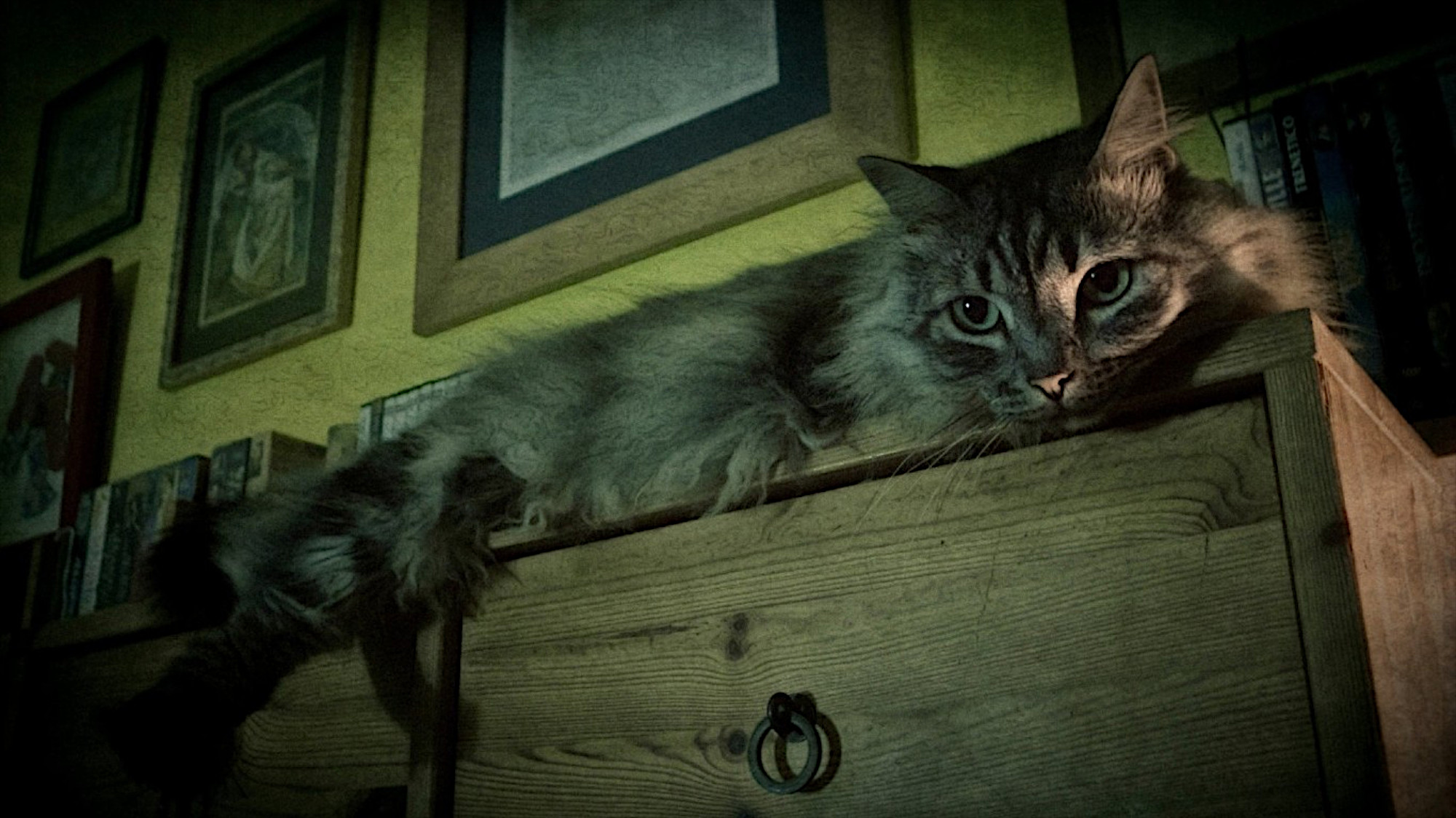 Фото бесплатно кот, комод, лежит
