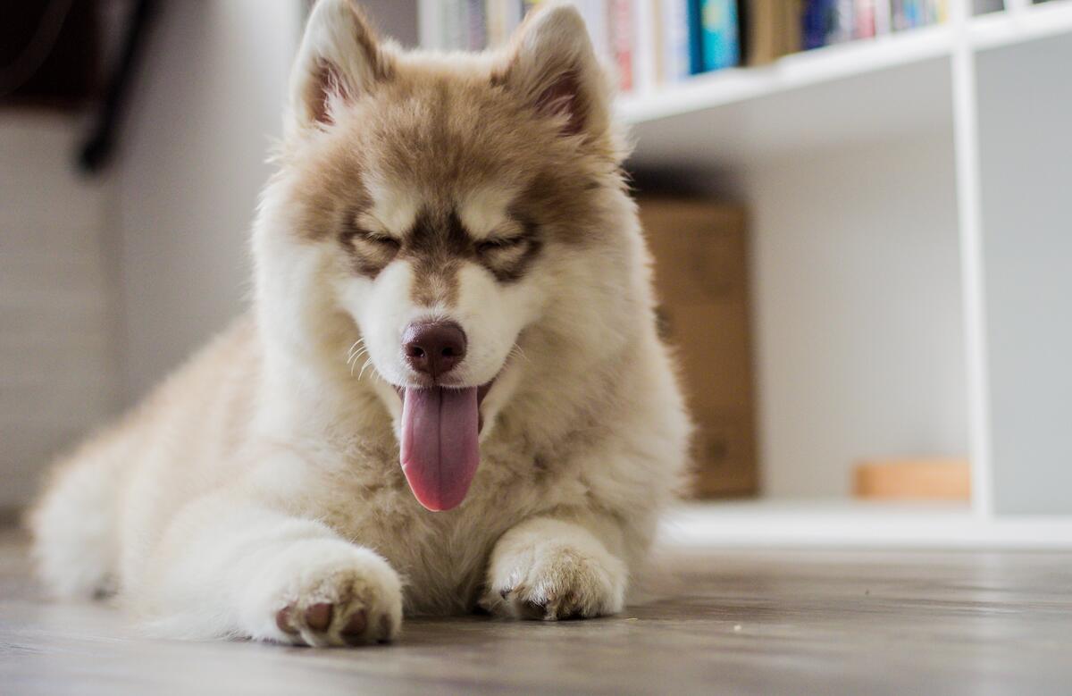 Husky`s showing his tongue